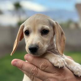 Girl 2 - Red female Dachshund puppy in Casa Grande, Arizona from Short n Sassy Dachshunds of AZ
