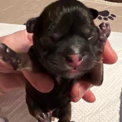 Blue collar - Brindle and white male Shorkie puppy in Mays Landing, New Jersey from Fancy Paws Shorkies & Shih Tzus