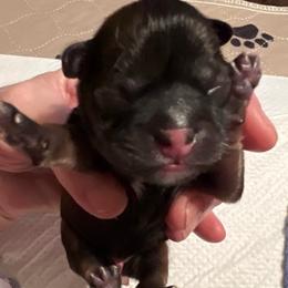 Blue collar - Brindle and white male Shorkie puppy in Mays Landing, New Jersey from Fancy Paws Shorkies & Shih Tzus