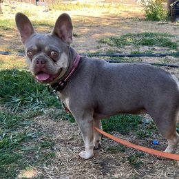 Chula - French Bulldog