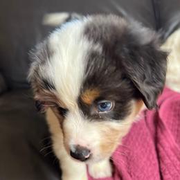 Red Merle Male - Red merle male Miniature Australian Shepherd puppy in Taunton, Massachusetts from Checkered Flag Champions Mini Aussies