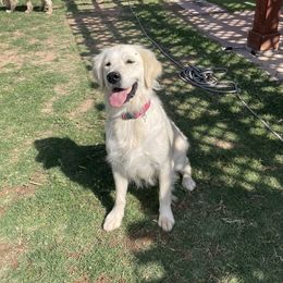 Sasha - Golden Retriever