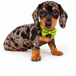 Bruno - Dapple male Dachshund puppy in Illinois from William Rotsaert