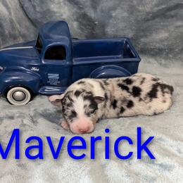 Maverick - Blue merle male Australian Shepherd puppy in Parker, Colorado from Legacy Ranch Australian Shepherds
