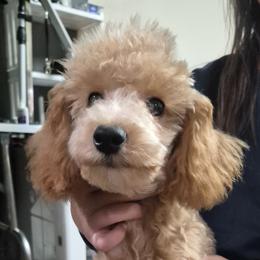 Cheetos - Apricot male Poodle puppy in Chandler, Arizona from Fabi toy Poodle