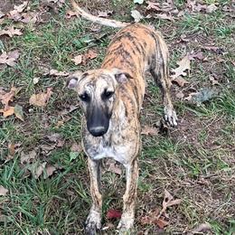 Moxie - Whippet