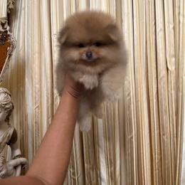 Teddy - Beaver male Pomeranian puppy in Bonita Springs, Florida from 🤎 Dreaming Puppies 🐶