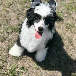 Squid - Black and white female Chinese Crested puppy in New Smyrna Beach, Florida from FronkLinn Kennel