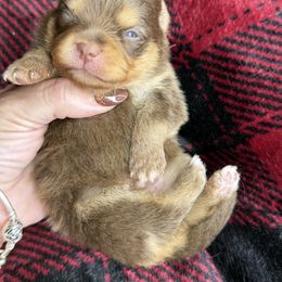 Charlie - Chocolate and tan male Pomeranian puppy in Kilgore, Texas from 5 Star Poms