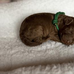 Green Collar - Silver-beige  male Poodle puppy in Franklin Park, Illinois from Windy City Majestic Toy Poodles