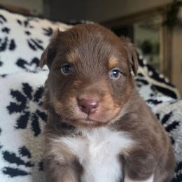 Tomatillo - Red tri-color male Australian Shepherd puppy in Albany, Oregon from Red Cloud Australian Shepherds and DeGray Great Danes & Bulldogs