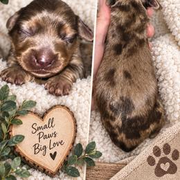 Dachshund puppies from Dixie Chic Frenchies & Dachshunds