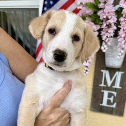 Tiana - female Golden Mountain Doodle puppy in Ormond Beach, Florida from Honeycomb Doodles