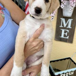 Tiana - female Golden Mountain Doodle puppy in Ormond Beach, Florida from Honeycomb Doodles