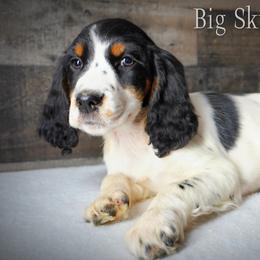Girl 4 - Black white and tan female English Springer Spaniel puppy in Great Falls, Montana from Big Sky Springers