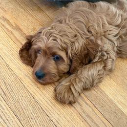 Boy 1 - Red male Cavapoo puppy in Youngsville, North Carolina from Blackberry Hill Doodles