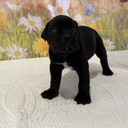 Wade- Black Male - Black male Cane Corso puppy in Loogootee, Indiana from Walnut Creek Cane Corso