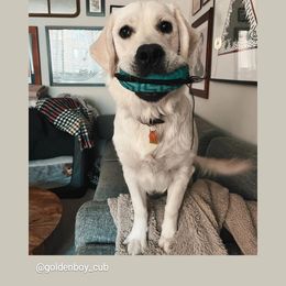 Golden Retriever Puppies from Mountain Laurel Goldens