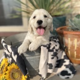 Goldendoodle and Golden Retriever Puppies from Goldie Locks Golden Retrievers & Doodles