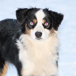 Dakota - Miniature American Shepherd