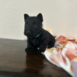 Green Collar Boy - Black brindle male Scottish Terrier puppy in Hartville, Missouri from Stamper K9’s