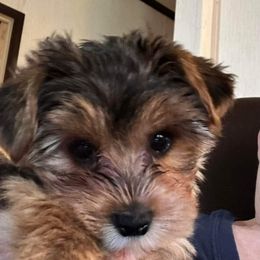Yorkshire Terrier Puppies from Yadkinyorkies&Morkies