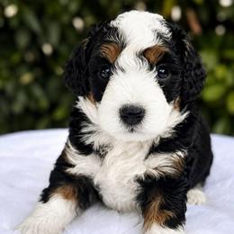 Sully - Tri-color male Bernedoodle puppy in Vacaville, California from Starlight Goldendoodles