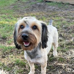 Yorkipoo All Grown Up from Little Creek Yorkiepoos