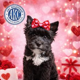 Sis - Black and tan female Yorkshire Terrier puppy in Knoxville, Tennessee from Rainbow Bliss Yorkies
