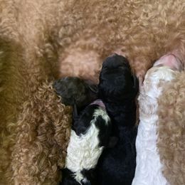 Poodle puppies from Melton’s Doodles