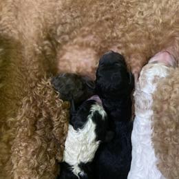 Poodle puppies from Melton’s Doodles
