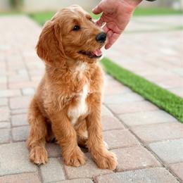 Nix - Red  male Goldendoodle puppy in Phoenix, Arizona from Deer Valley Doodles