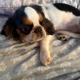 Lady - Red and white female English Toy Spaniel puppy in Pennsylvania from Enchanting Charlies