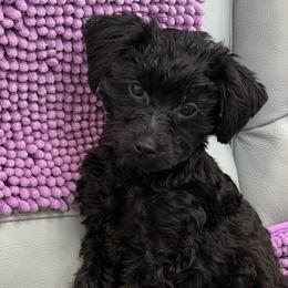 Zoe - Black female Yorkipoo puppy in Collier County, Florida from Star Catcher Pups