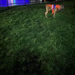 Zeus - Boxer