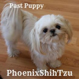 Shih Tzu Puppies from Phoenix Shih Tzu