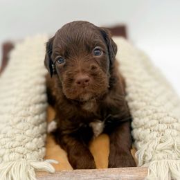 Spinach - Chocolate male Goldendoodle puppy in North Carolina from Tuxedo Mountain Doodles