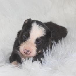 Ulysses - Black and white male Border Collie puppy in Cedartown, Georgia from Ferguson Border Collies