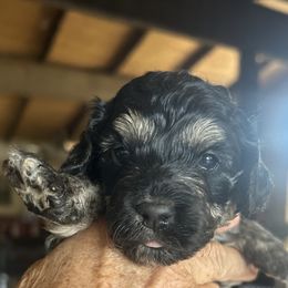 Tiana is 2 week old - Black and white female Cockapoo puppy in Crawford, Colorado from Saddle Mountain Doodles