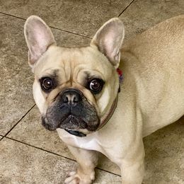 Penny - French Bulldog