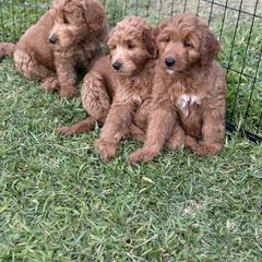 Whoodle All Grown Up from Perri’s Whoodles