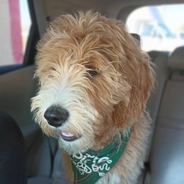 Peppa - Goldendoodle