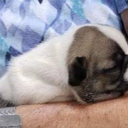 French Bulldog Puppies from FOSTERS FRENCHIES