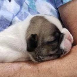 French Bulldog Puppies from FOSTERS FRENCHIES