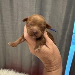 Cavapoo, Goldendoodle, and Poodle Puppies from Pearls & Curls doodles & poodles