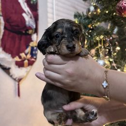 Lady - Dapple female Dachshund puppy in Riverside, California from Rwennies951