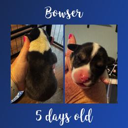 Bowser - Black and tan male Pembroke Welsh Corgi puppy in Dickinson, Texas from Careaga Farms
