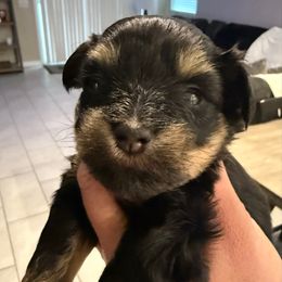 Girl 1 - Black and silver female Miniature Schnauzer puppy in Avondale, Arizona from Campos Schnauzers