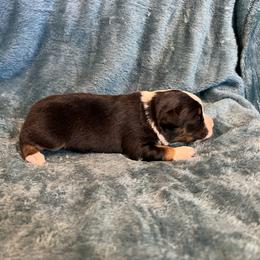 Tina - Black tri female Toy Australian Shepherd puppy in Nocona, Texas from Rafter O Toy Aussies and Mini Heelers