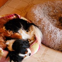 Cavalier King Charles Spaniel Puppies from Faithful Friends Cavaliers